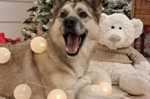 Найдена собака, Тюмень, фото: Собака найдена: ул. Верещагина, 27