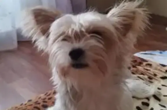 Найдена собака, Воронеж, фото: Найдена собака, ул. Антонова-Овсеенко 41