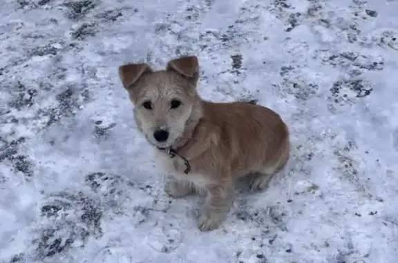 Собака найдена на ул. Пожарского, Красноярск - photo