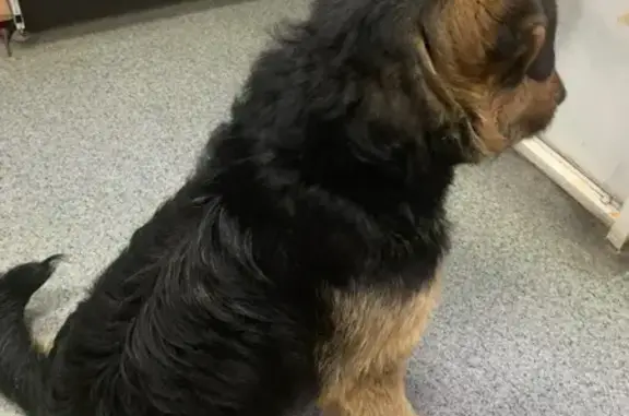 Собака найдена: Октябрьская ул., Тамбов - photo