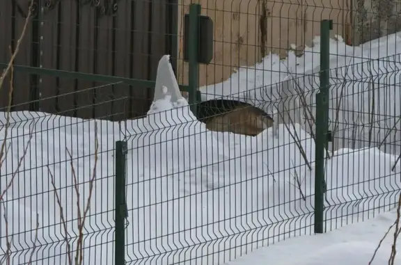 Найдена собака, Оренбург, фото: Найдена собака, Оренбург