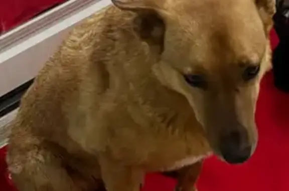 Пропала собака Бадди, Ивовый тупик, 5 - photo