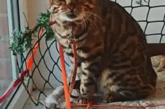 Пропала кошка, ул. Луначарского 5/3 - photo