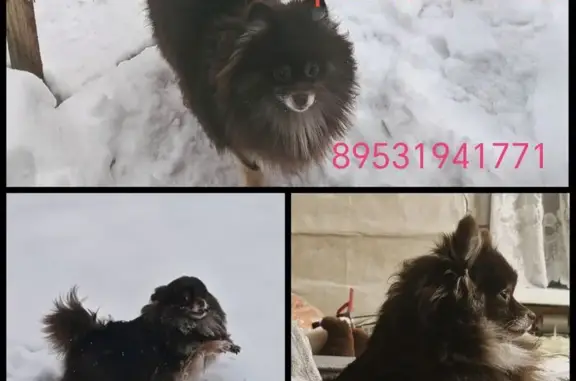 Пропала собака в Дорофеево, Тульская обл. - photo