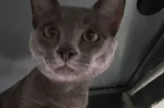 Найдена кошка, Москва, фото: Серый котик найден: Снайперская 4, Москва