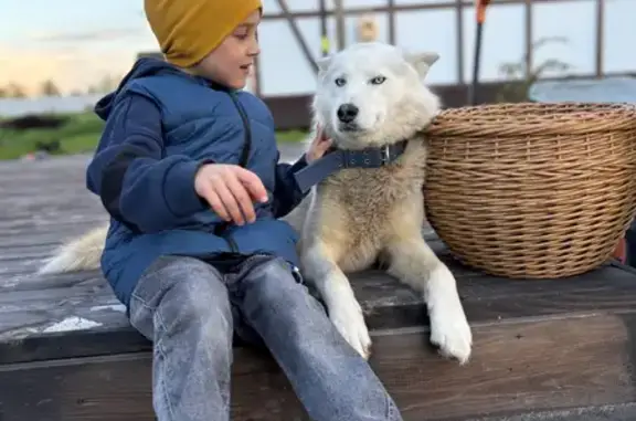Пропала собака в д. Медведково, Ярославль - photo