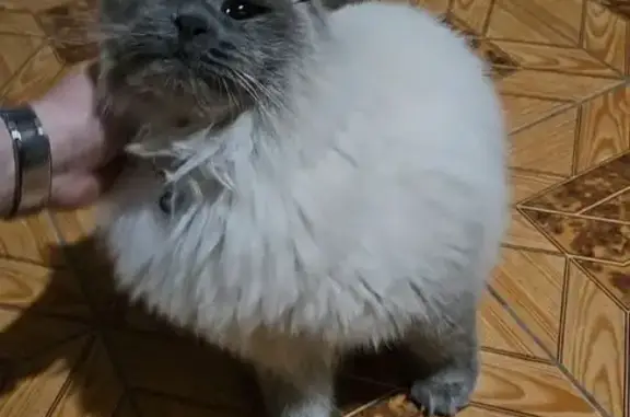 Пропала кошка, Донская ул., Черкесск - photo