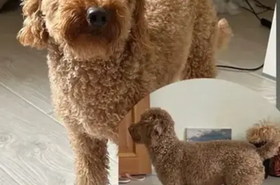 Найдена собака, Ставрополь, фото: Найден пудель: Родосская ул., 5, Ставрополь