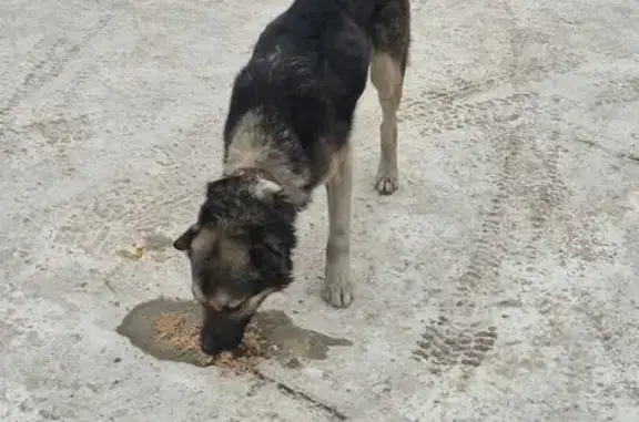 Объявления о пропавших и найденных животных, Черногорск, фото: Найден кобель в ошейнике, Черногорск