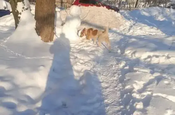 Найдена собака, Тула, фото: Найдена собака, ул. Кутузова, 84, Тула