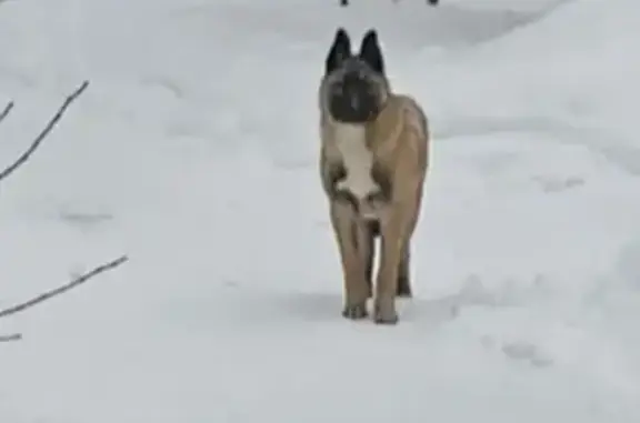 Объявления о пропавших и найденных животных, Минское, фото: Собака найдена в Минском, Костромская обл.
