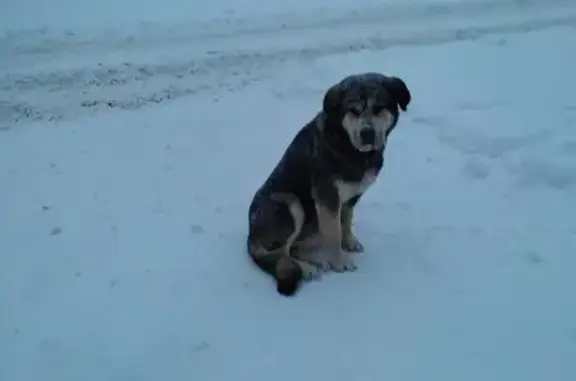 Найдена собака, Слободище, фото: Найдена собака, Советская 73, Слободище