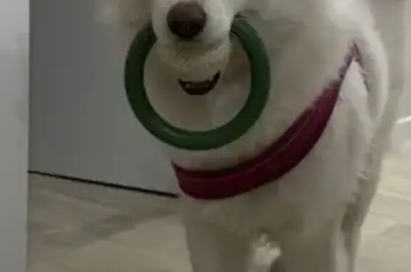 Пропала собака на ул. 65-летия Победы, Хабаровск - photo