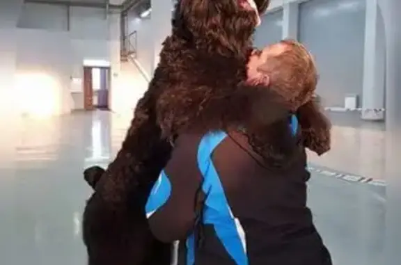 Пропала собака, Тамбовская ул., 8Д - photo