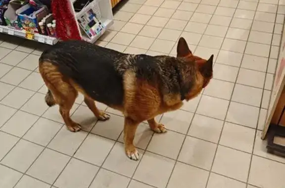 Найдена собака, Томск, фото: Собака в магазине, Алтайская 118, Томск