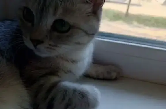 Пропала кошка, Оренбург - photo