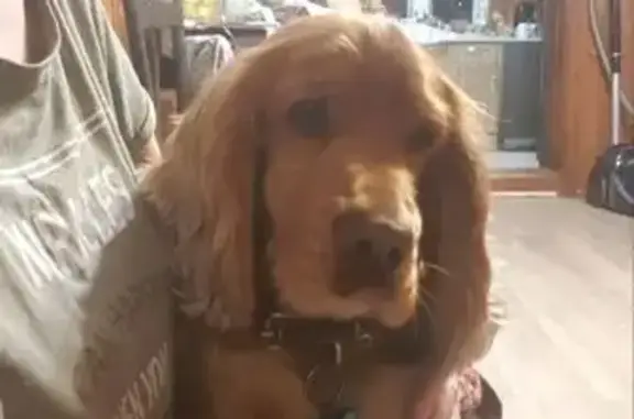 Собаки потеряшки, НИИРП, фото: Потеряшка собака, НИИРП, МО