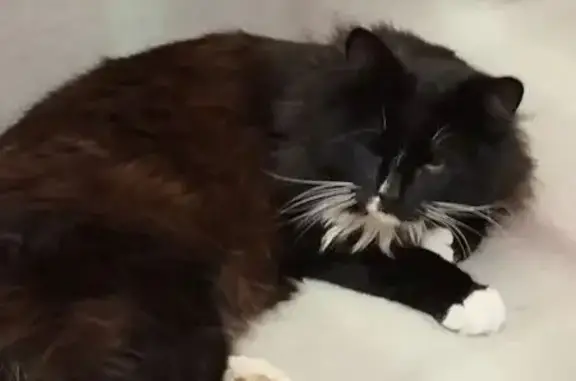 Кошки потеряшки, Бронницы, фото: Потеряшка кошка на ул. Льва Толстого, 17