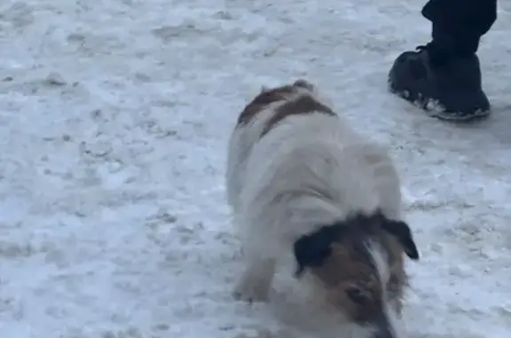 Объявления о пропавших и найденных животных, Пенза, фото: Собака найдена на ул. Клары Цеткин, 25