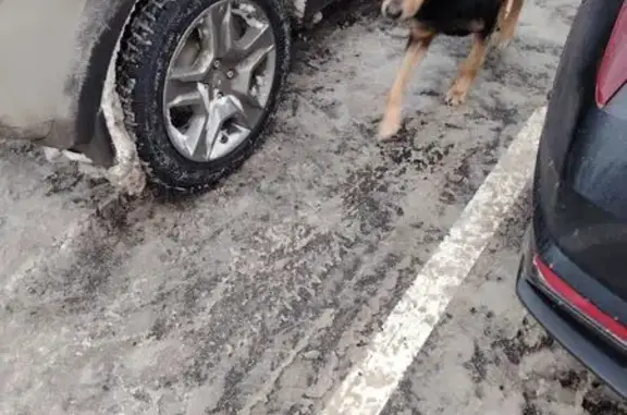 Найдена собака, Бурцево, фото: Собака у магазина Фасоль, Бурцево, 15А