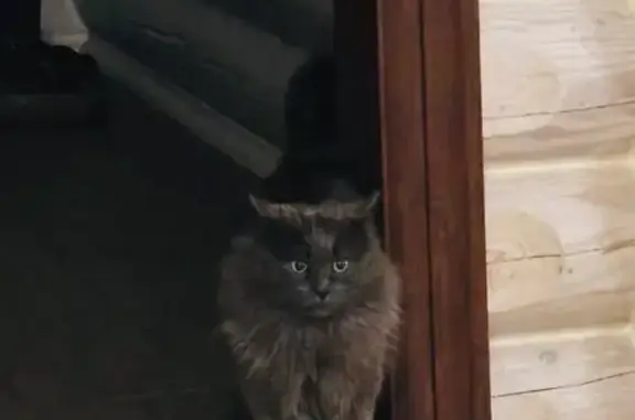 Крупный серый кот найден на Ершовской, Вологда - photo