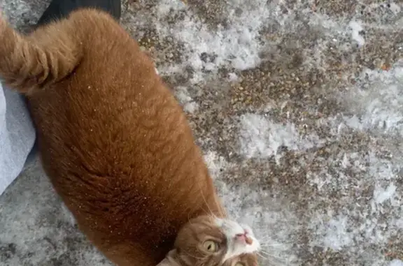 Найдена кошка, Ярославль, фото: Кошка найдена: Ленинградский пр., 62 к4