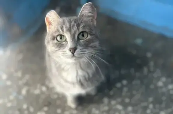 Объявления о пропавших и найденных животных, Туймазы, фото: Кошка найдена в Туймазы, Башкирия