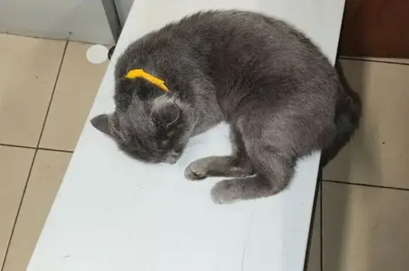 Кот найден: Ипподромная ул., 25Г, Тамбов - photo