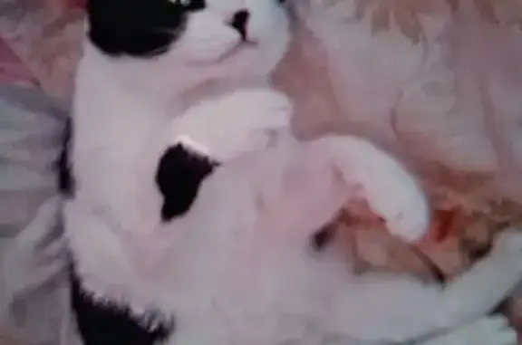 Кот найден у Дворца пионеров, ул. Воровского - photo