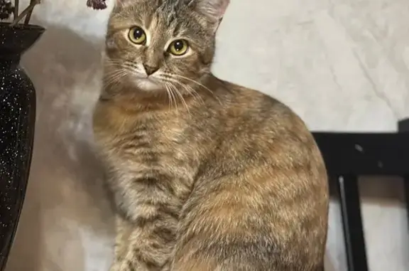 Пропала кошка, ул. Никонова, 14, НН - photo