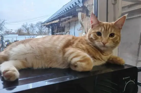 Пропала кошка, Хрущёво, Центр. ул., 92 - photo