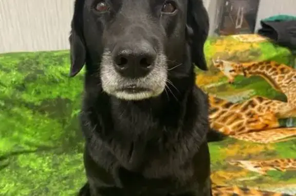 Пропала собака на Советской в Комсомольске-на-Амуре - photo