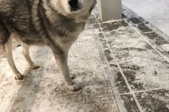 Найденные животные Ижевск, фото: Хаски найден на ул. 40 лет Победы, Ижевск