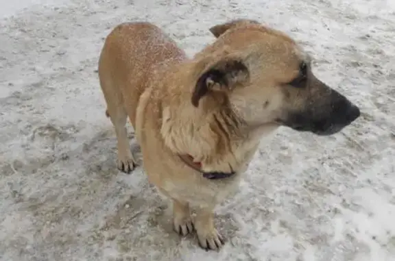 Найдена собака, Российская ул. 310, Краснодар - photo