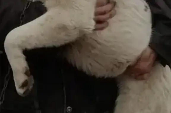 Пропала собака, Парковая ул., Разумное - photo