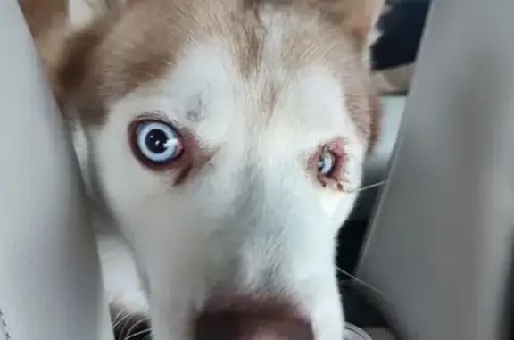 Найдена собака, Санкт-Петербург, фото: Собака найдена: Приморская ул, 14, СПб