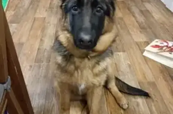 Пропала собака, Пермская ул., Сыктывкар - photo