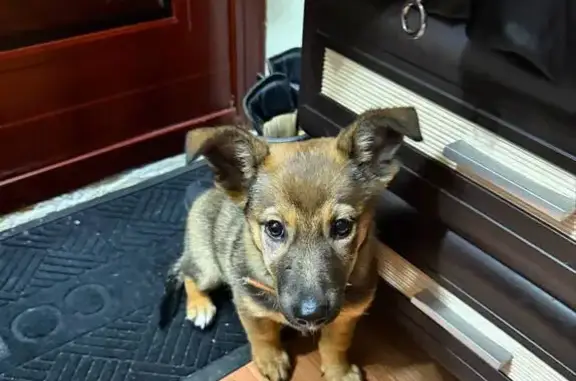 Объявления о пропавших и найденных животных, Засечное, фото: Найдена собака, Звёздная ул., Засечное