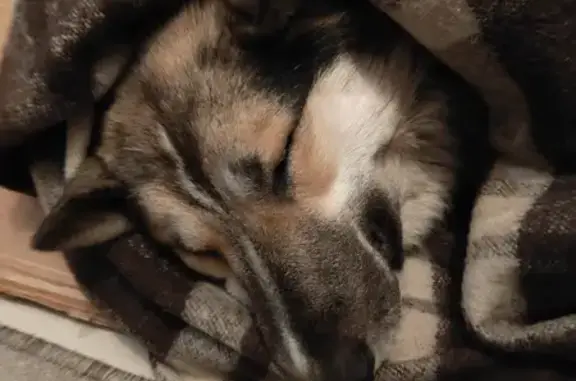 Объявления о пропавших и найденных животных, Родники, фото: Собака найдена: 24К-090, Родники