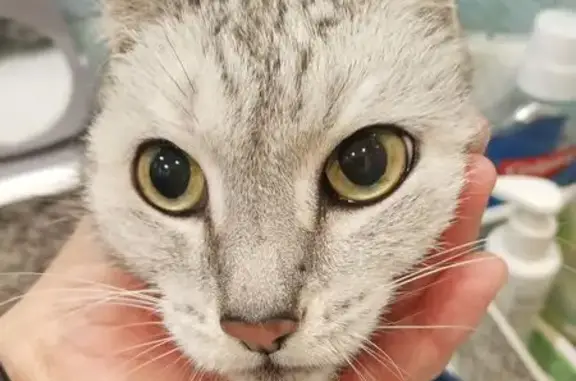 Найдена кошка, Томск, фото: Кошка найдена: пр. Фрунзе 88, Томск