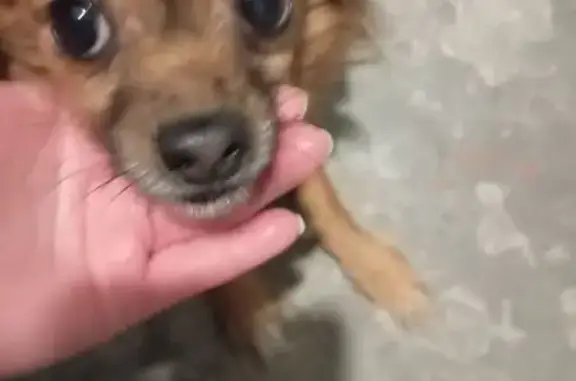 Собака найдена в Волгограде, нужна помощь - photo