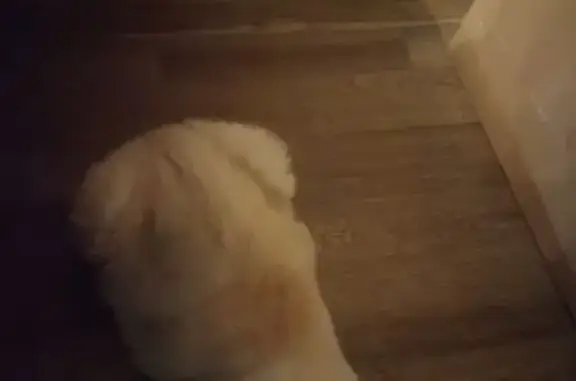 Найдена кошка, Пермь, фото: Кошка найдена: Комиссара Пожарского 15, Пермь