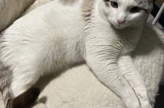 Пропал кот на Ельшанской улице, Волгоград - photo