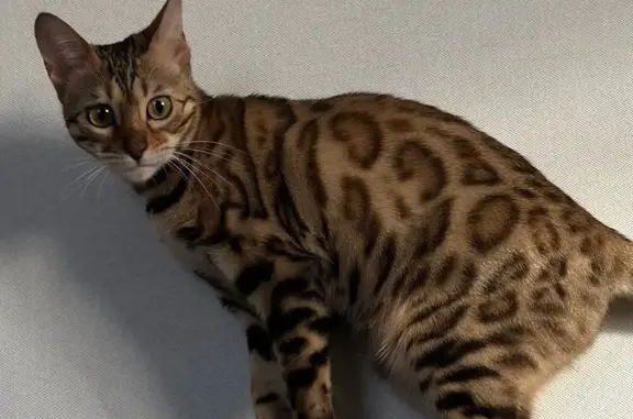 Пропала кошка, Межевая 21, Всеволожск - photo