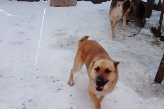 Пропала рыжая собака, Курганская, Курган - photo