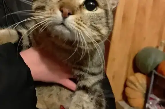 Объявления о пропавших и найденных животных, Боровое, фото: Кошка найдена: Боровое, Челябинская обл.