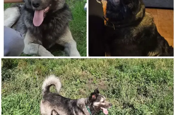 Пропала собака, Зенитная ул. 36, НСК - photo