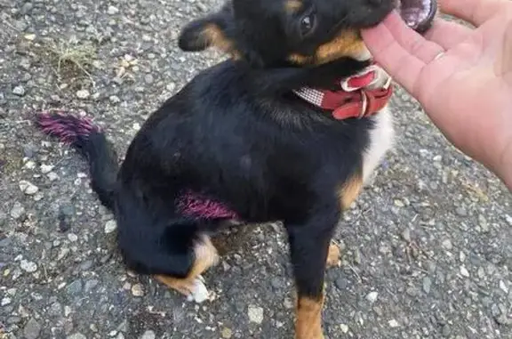 Собаки потеряшки, Михайловск, фото: Потеряшка собака, Выставочная ул., Михайловск