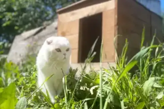 Кошки потеряшки, Светлый, фото: Потеряшка белая кошка, Светлый, Томская обл.