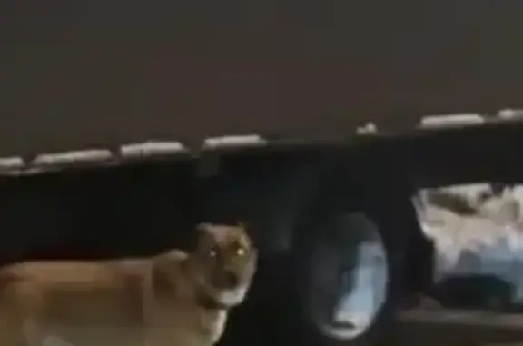 Найденные животные Москва, фото: Потерянный домашний пёс, Мусоргского 7А